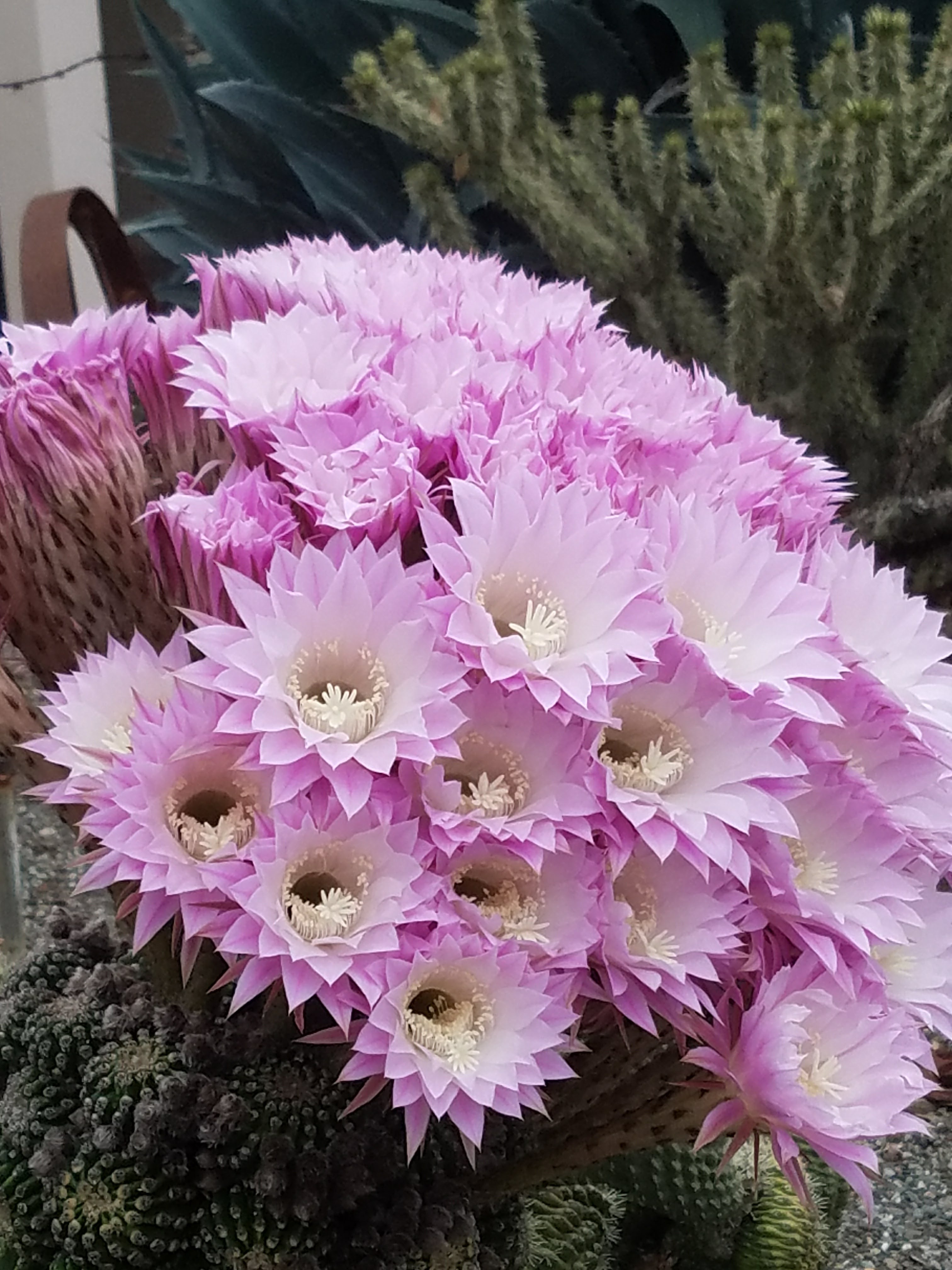 Cactus Blooms